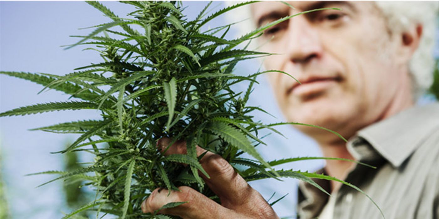 Bis zu sechs Cannabispflanzen dürfen Privatpersonen in Kalifornien seit Jahresbeginn anbauen.