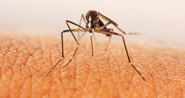 Eine neue Impfung könnte gegen von Mücken übertragene Krankheiten helfen.