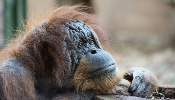 Foto eines ausgewachsenen Orang-Utan.