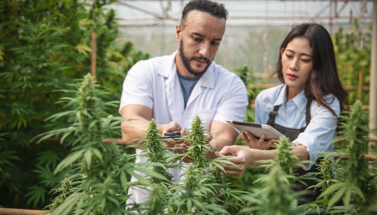 Zwei Mitarbeiter, prüfen angebautes Cannabis auf einer Plantage.