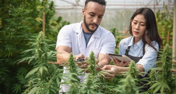 Zwei Mitarbeiter, prüfen angebautes Cannabis auf einer Plantage.