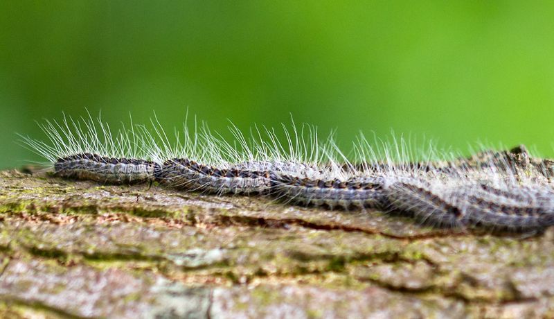 Eichenprozessionsspinner-Raupen ziehen in einer Prozession an einem Baumstamm entlang. Die abstehenden Brennhaare sind gut zu erkennen.