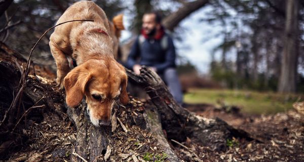 Schnüpfelnder Hund auf Baumstamm