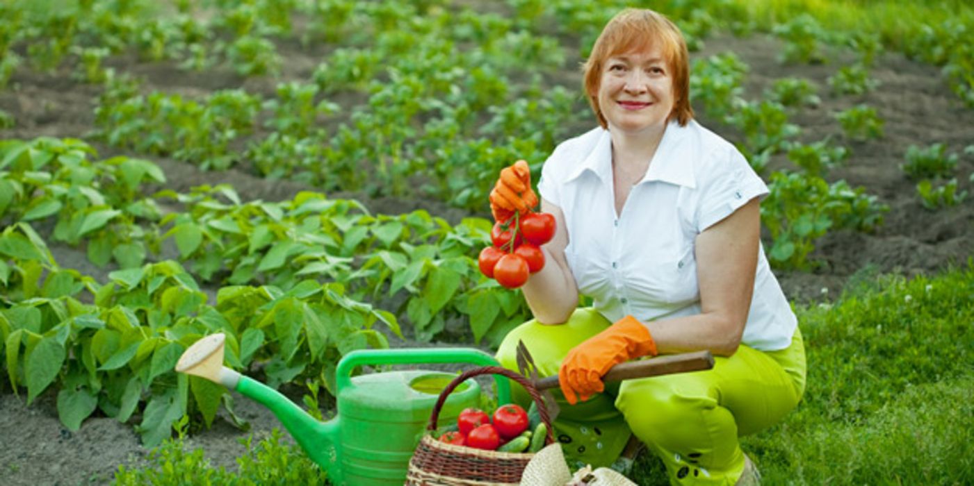 Frau mit Tomaten im Gemüsegarten.