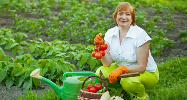 Frau mit Tomaten im Gemüsegarten.