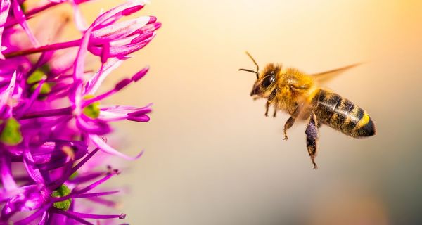 Honigbiene fliegt auf eine violette Blume zu.