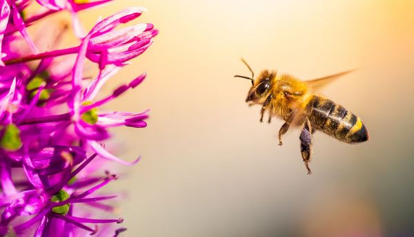 Bienengift bei Brustkrebs: Labordaten mit Melittin machen Hoffnung
