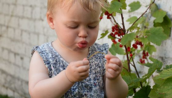 Giftpflanzen gehören nicht in den Familiengarten.