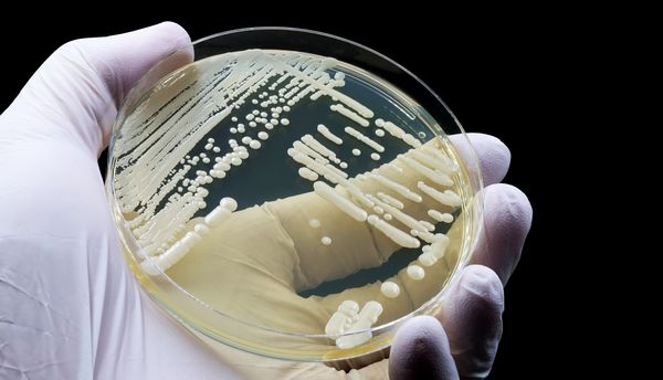 Candida auris: Resistente Pilzinfektionen nehmen deutlich zu