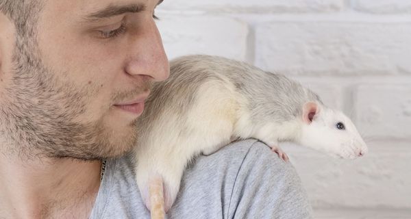 Eine Hausratte sitzt bei einem Mann auf der Schulter.