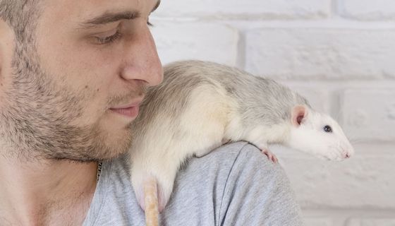 Eine Hausratte sitzt bei einem Mann auf der Schulter.