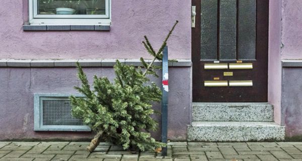 Tannenbäume könnten nachhaltig recycelt werden.