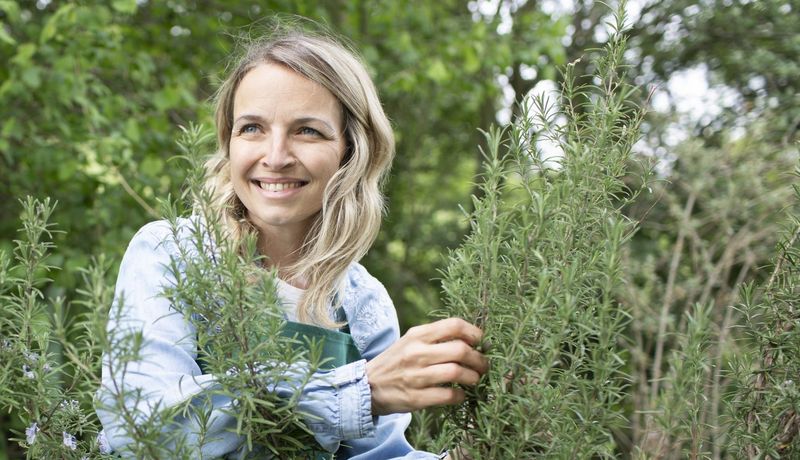 Junge Frau erntet Rosmarin.