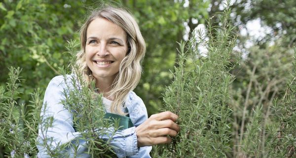 Junge Frau erntet Rosmarin.