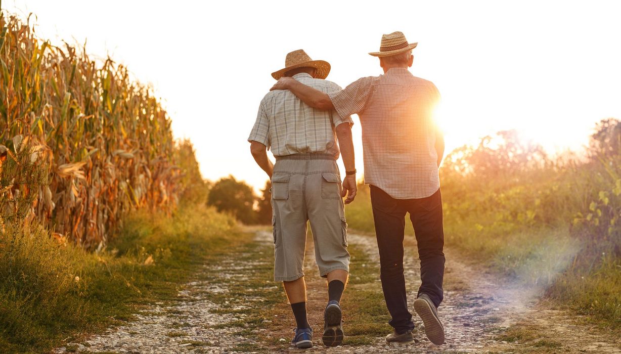 Zwei ältere Herren, spazieren durch ein Maisfeld.