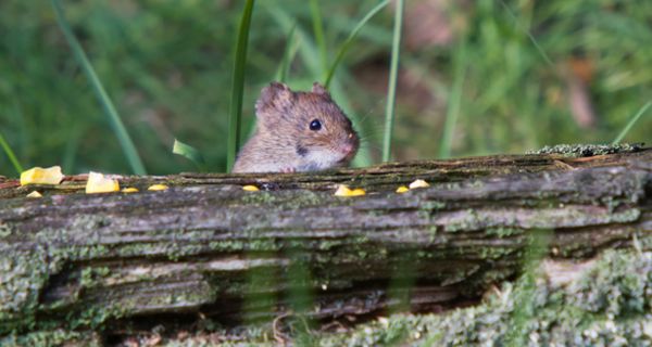 Immer mehr Fälle von Hantavirus-Erkrankungen werden in Deutschland gemeldet.