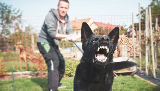Hund bellt und zeigt die Zähne. Ein Mann zieht an der Leine.