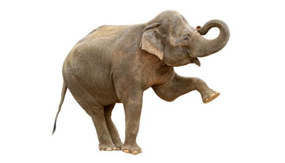 Elefant hebt den Fuß.