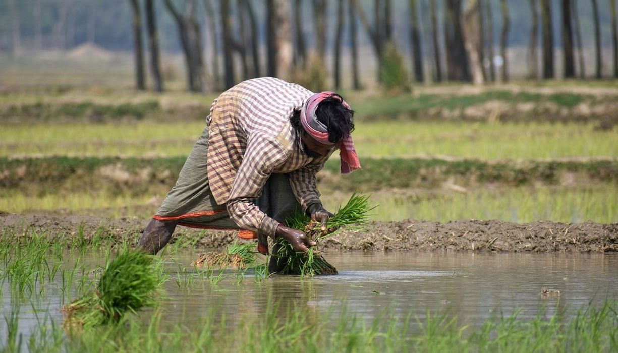Ein indischer Farmer beim Reisanbau.