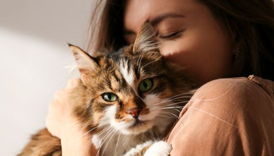 Auch Katzen können herzkrank werden.