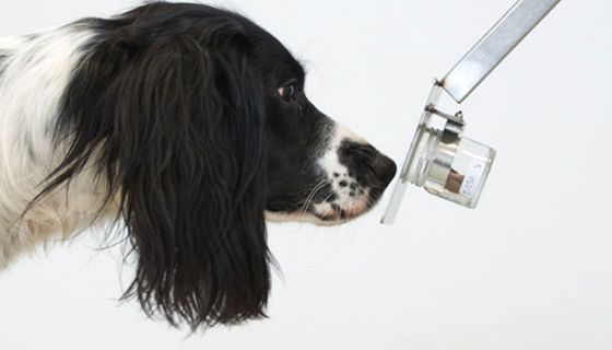 Feine Nase: Auch Freya, ein English Springer Spaniel, kann Malaria anhand von Socken identifizieren.