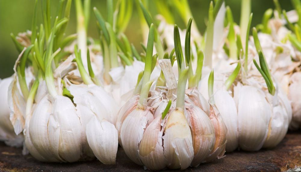 Knoblauch: keine Wirkung ohne Geruch | aponet.de