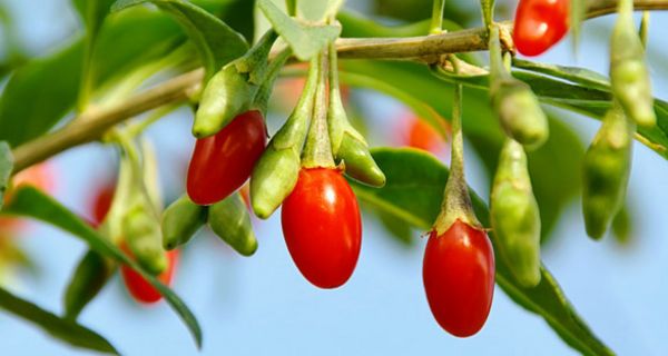 Goji-Beeren am Strauch