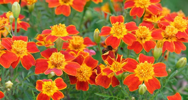 Lutein gehört zu den Carotinoiden und wird aus den Blütenblättern der Stundenblume gewonnen. Der orange-gelbe Farbstoff könnte einen positiven Einfluss auf Herzleiden haben.