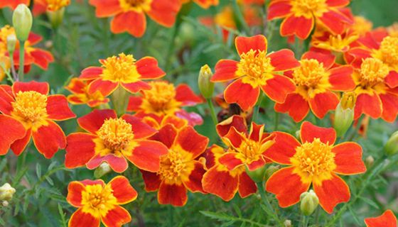 Lutein gehört zu den Carotinoiden und wird aus den Blütenblättern der Stundenblume gewonnen. Der orange-gelbe Farbstoff könnte einen positiven Einfluss auf Herzleiden haben.