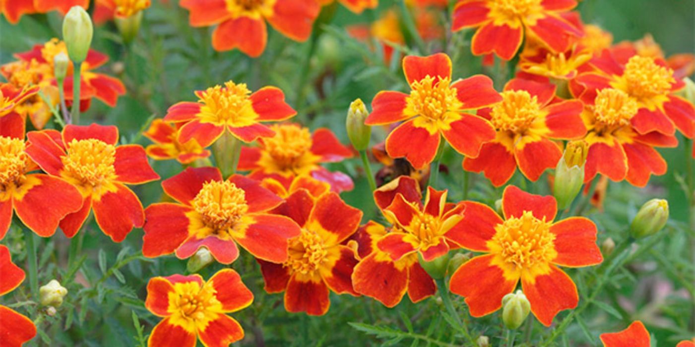 Lutein gehört zu den Carotinoiden und wird aus den Blütenblättern der Stundenblume gewonnen. Der orange-gelbe Farbstoff könnte einen positiven Einfluss auf Herzleiden haben.
