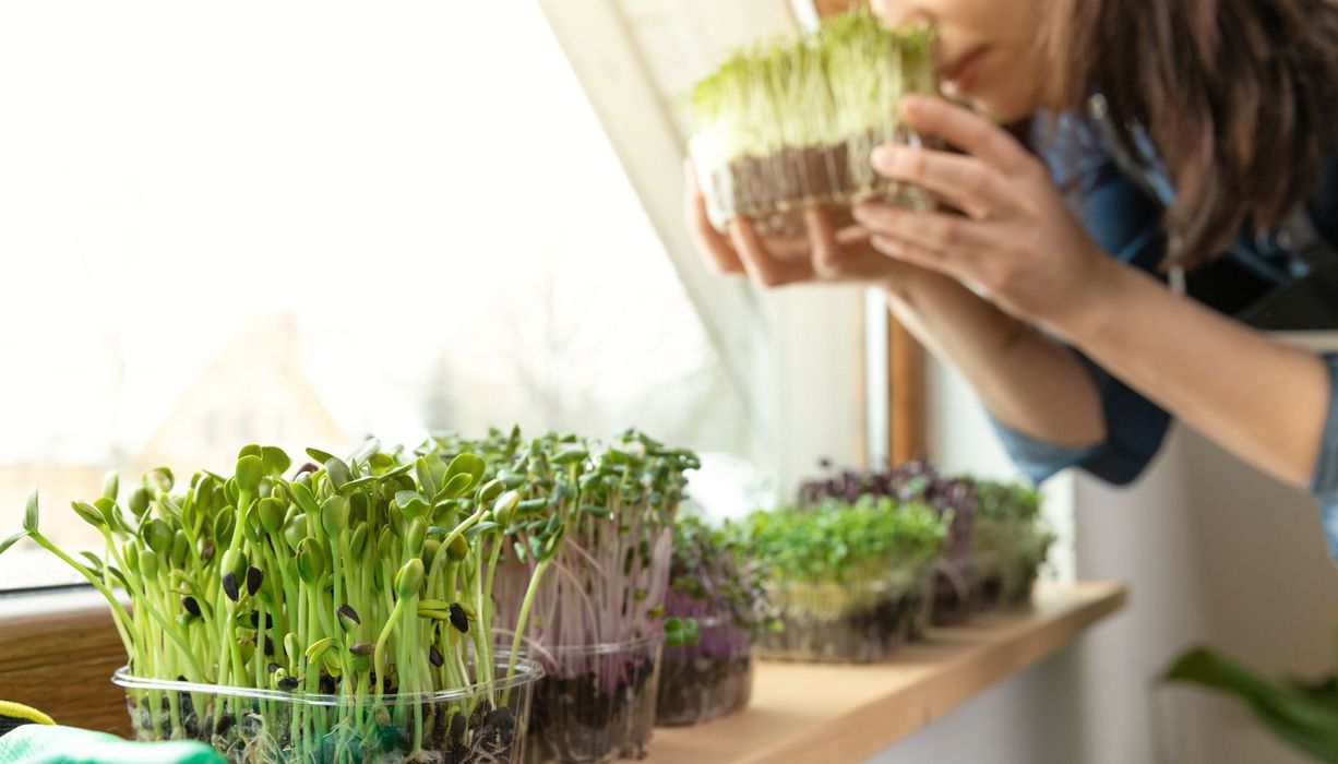 Frau, kümmert sich um Microgreens auf der Fensterbank.