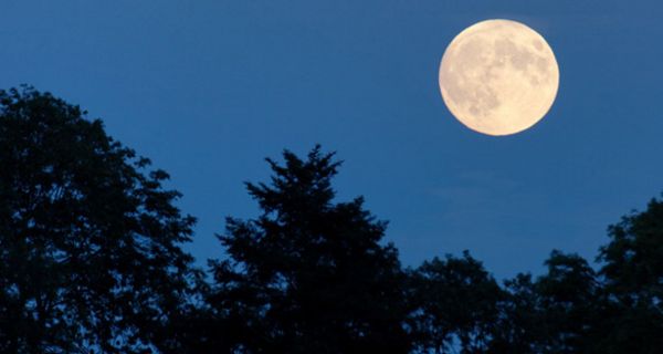 Vollmond über Baumkronen