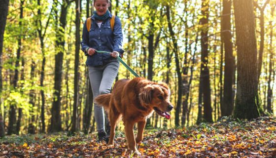 Auch Hunde und Katzen können von Zecken gestochen werden.