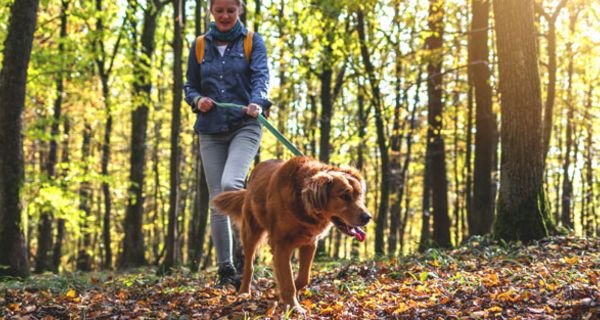 Auch Hunde und Katzen können von Zecken gestochen werden.