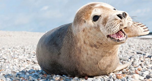 Robbe am Strand von Helgoland