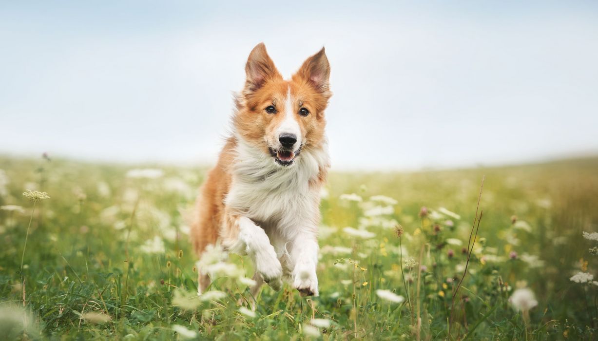Hund läuft in einer Wiese.