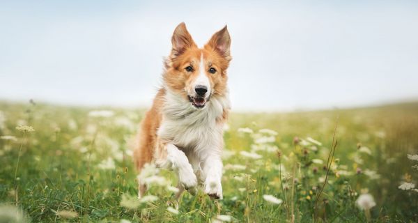 Hund läuft in einer Wiese.
