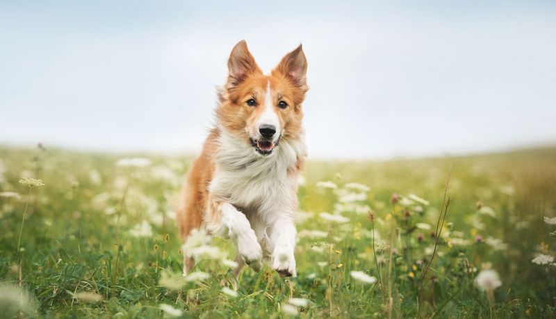 Hund läuft in einer Wiese.