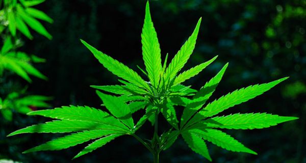Cannabis für die arzneiliche Anwendung muss spezielle Anforderungen erfüllen.