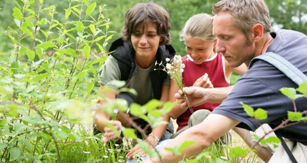 Vater, Tochter (ca. 10 Jahre), Mutter pflücken Gänseblümchen bei einer Wanderung, im Hintergrund Wald