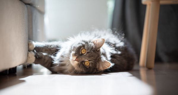 Katze, schaut in die Kamera.