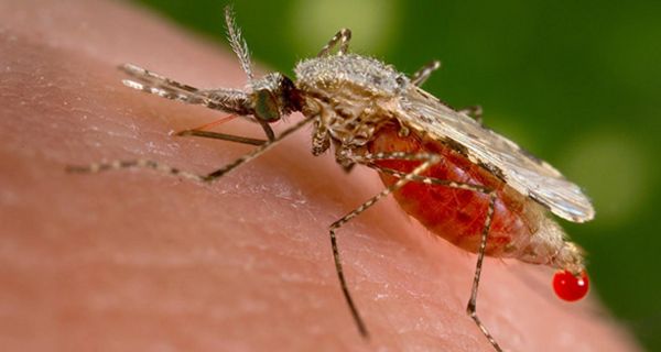 Genetisch veränderte Mücken, sollen eine Ansteckung mit Malaria verhindern.