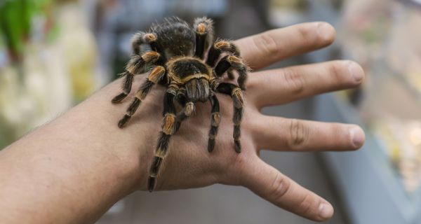 Vogelspinne, sitzt auf der Hand eines Menschen.