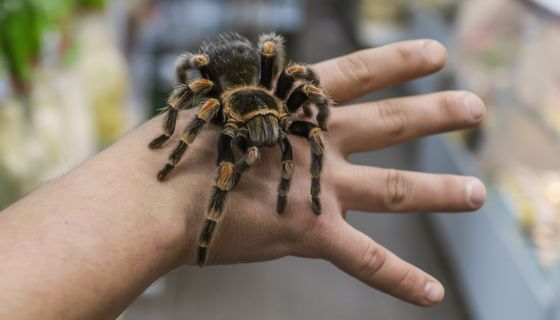 Vogelspinne, sitzt auf der Hand eines Menschen.