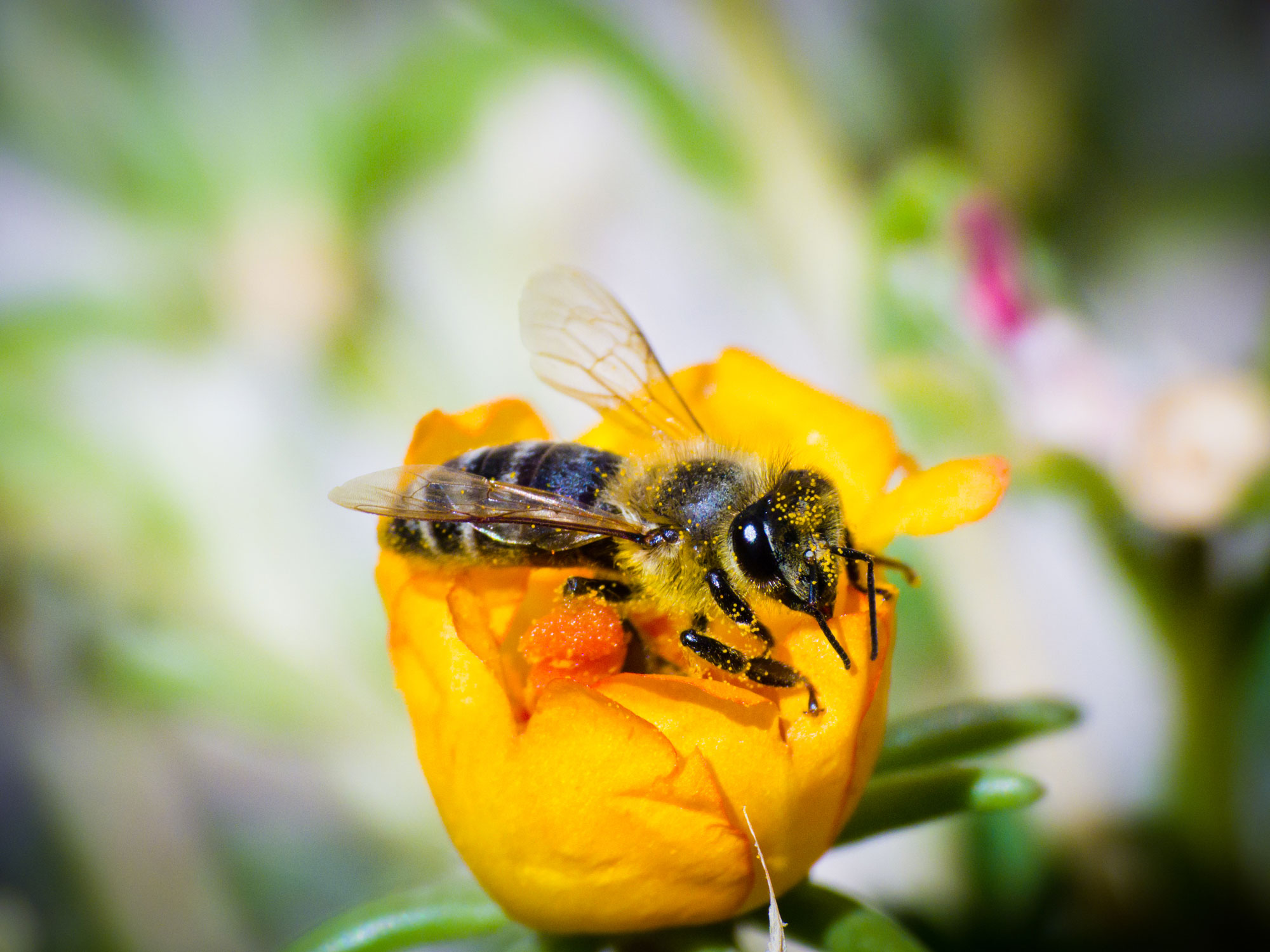 Was genau ist Propolis und was kann der Stoff?